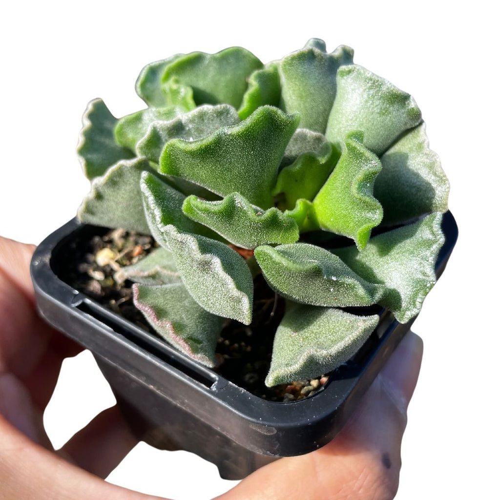 Adromischus succulent for sale in sydney