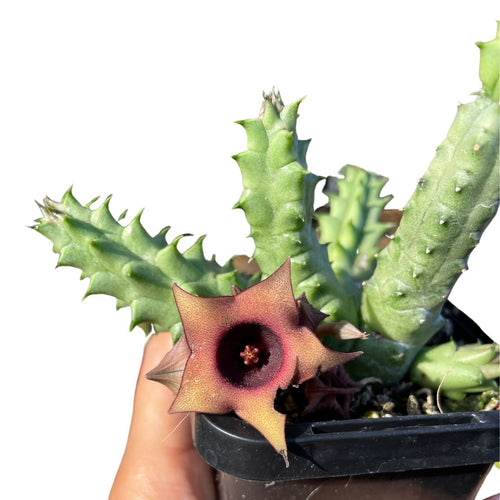 huernia lifesaver cactus