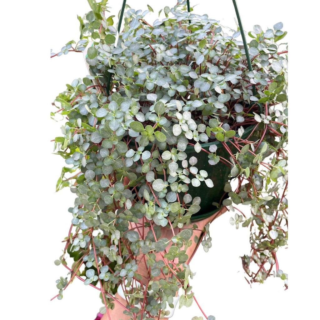 Pilea Silver Sprinkles - Wera Plants