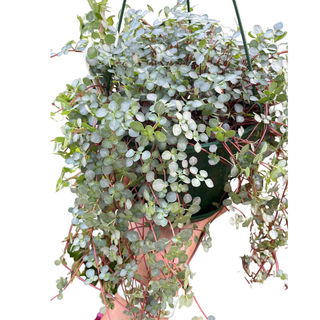 Pilea Silver Sprinkles - Wera Plants