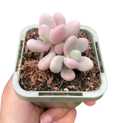 lavender pebbles succulents