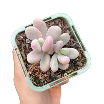 lavender pebbles for sale