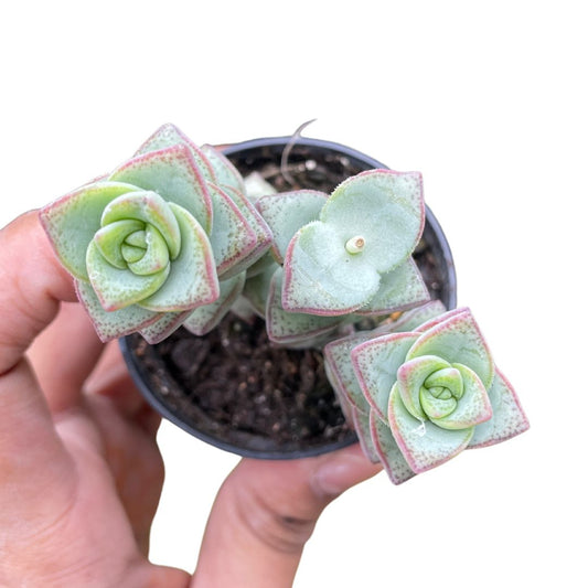 crassula string of buttons