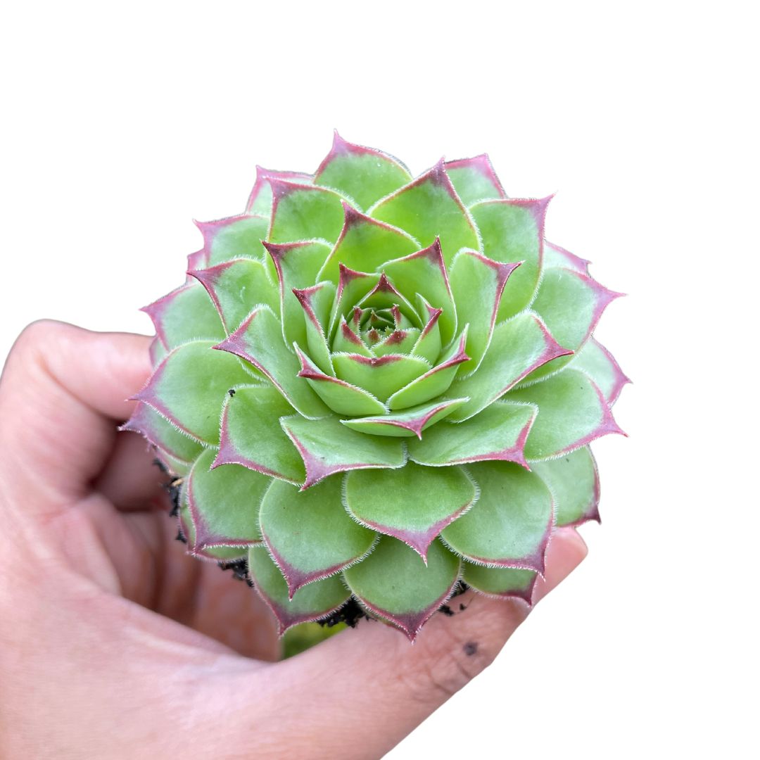 sempervivum calcareum