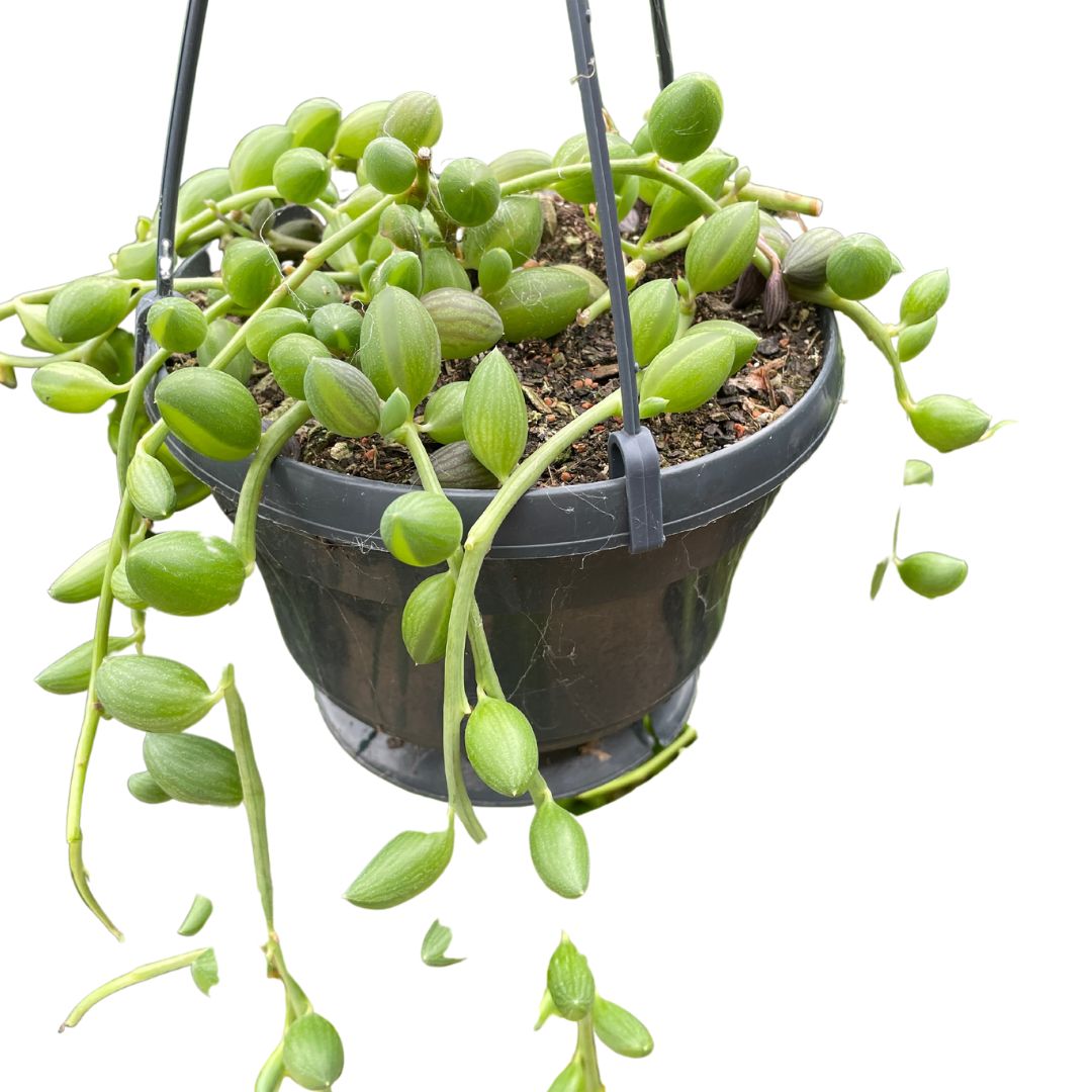 senecio herreniaus