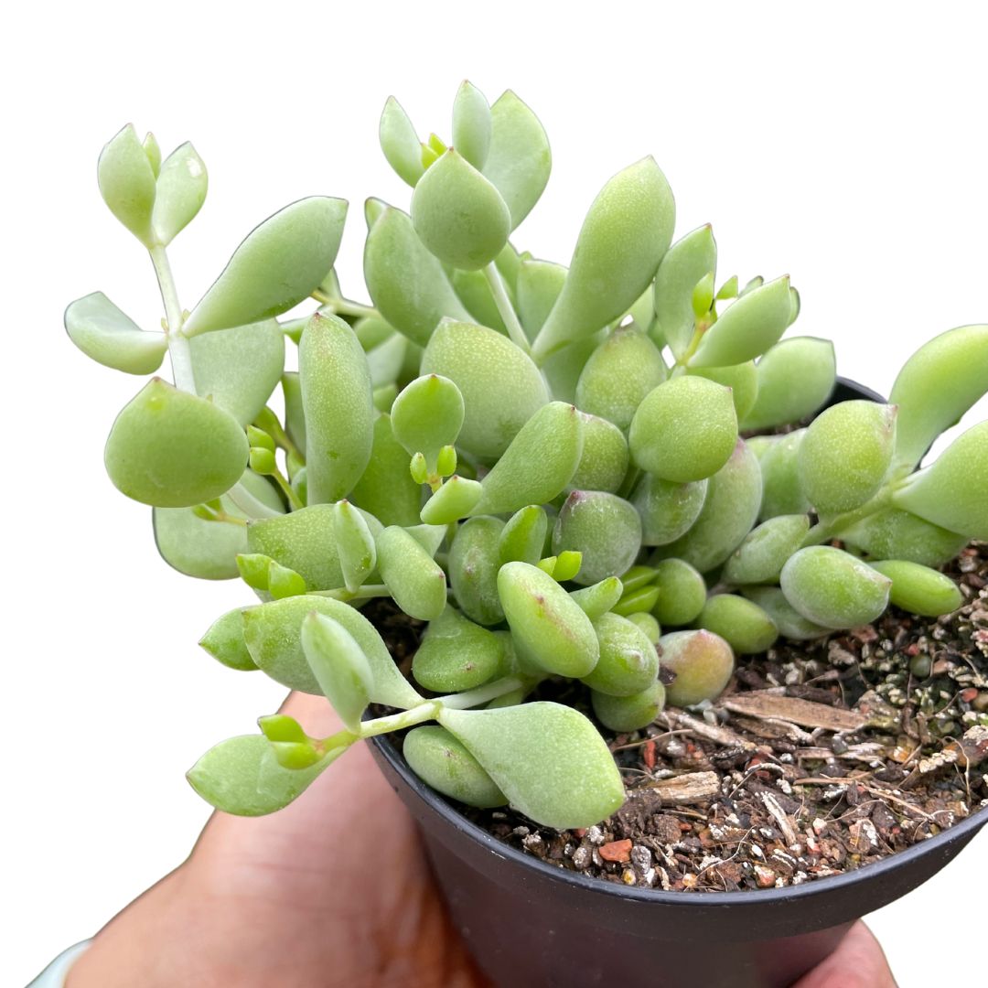 cotyledon pends for sale in australia