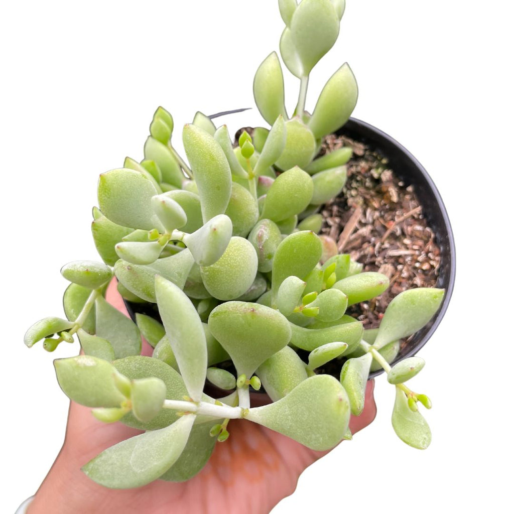 cotyledon pendens