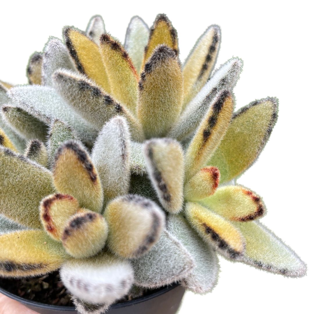 kalanchoe tomentosa for sale