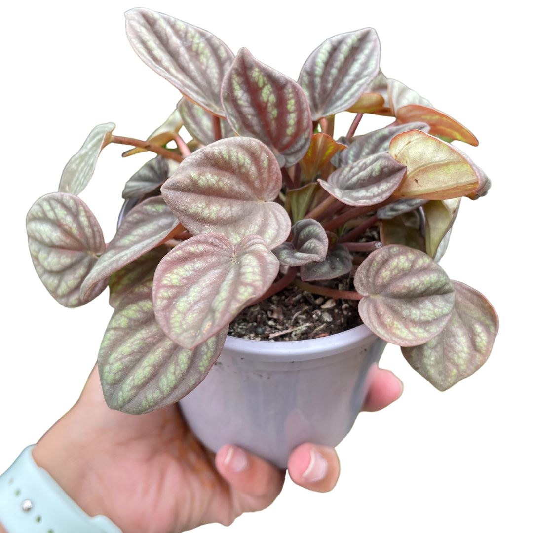 peperomia for sale