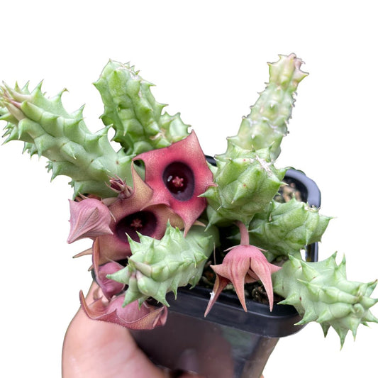 huernia cactus