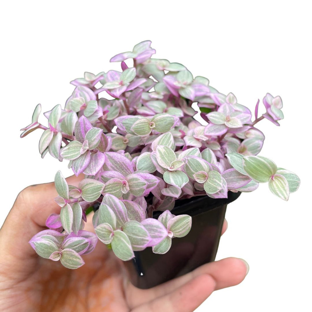 callisia repens for sale sydney