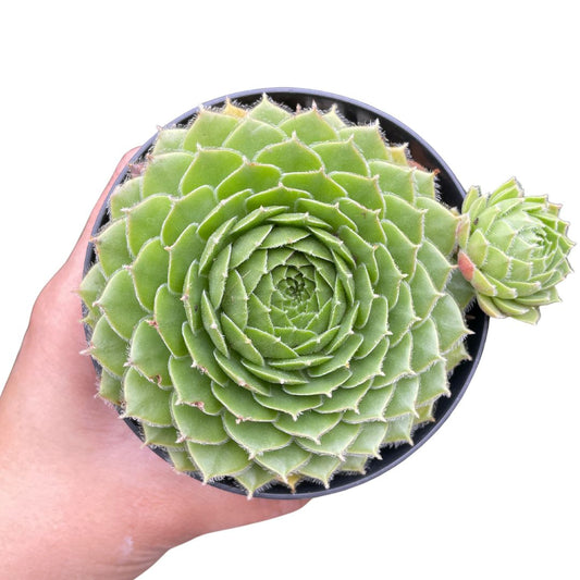 sempervivums excalibur for sale