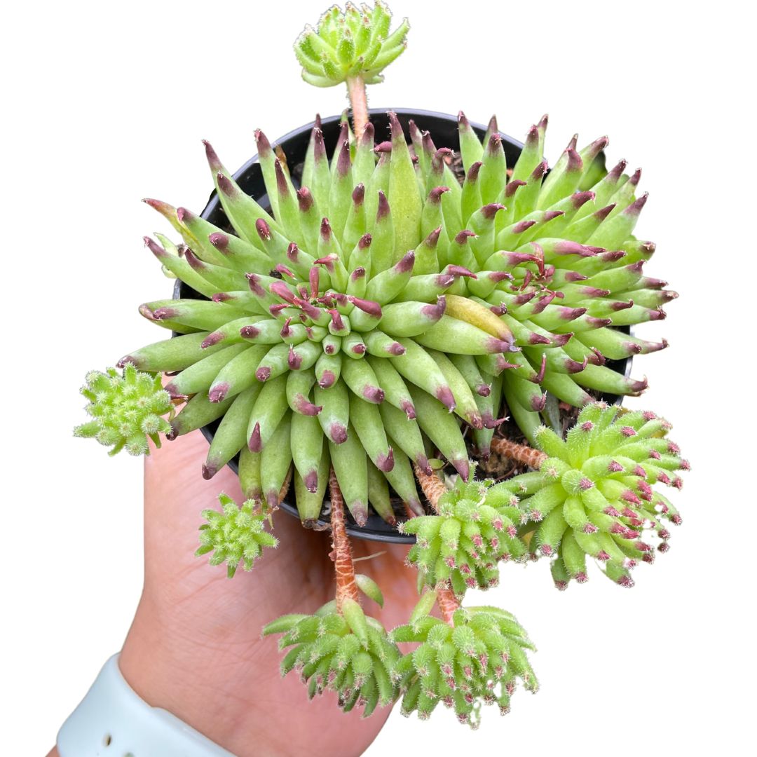 Sempervivum Pettoni - Wera Plants
