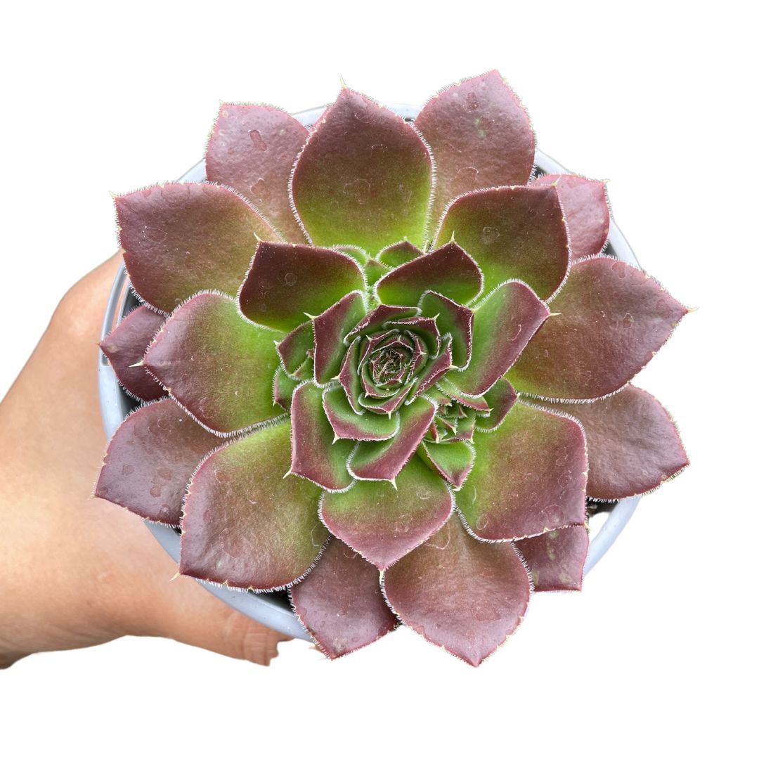 sempervivum jovibarbara