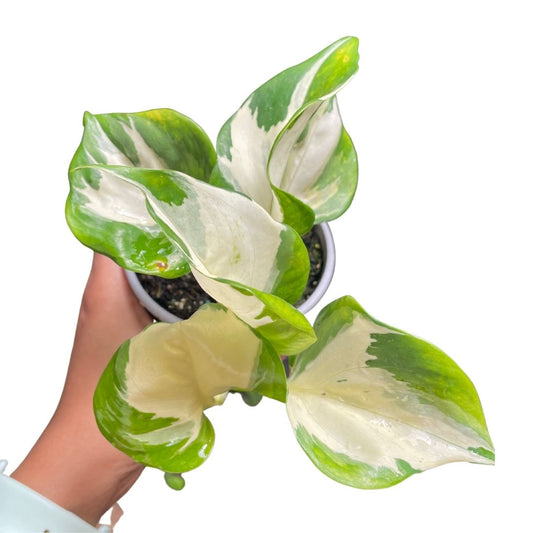 manjula pothos