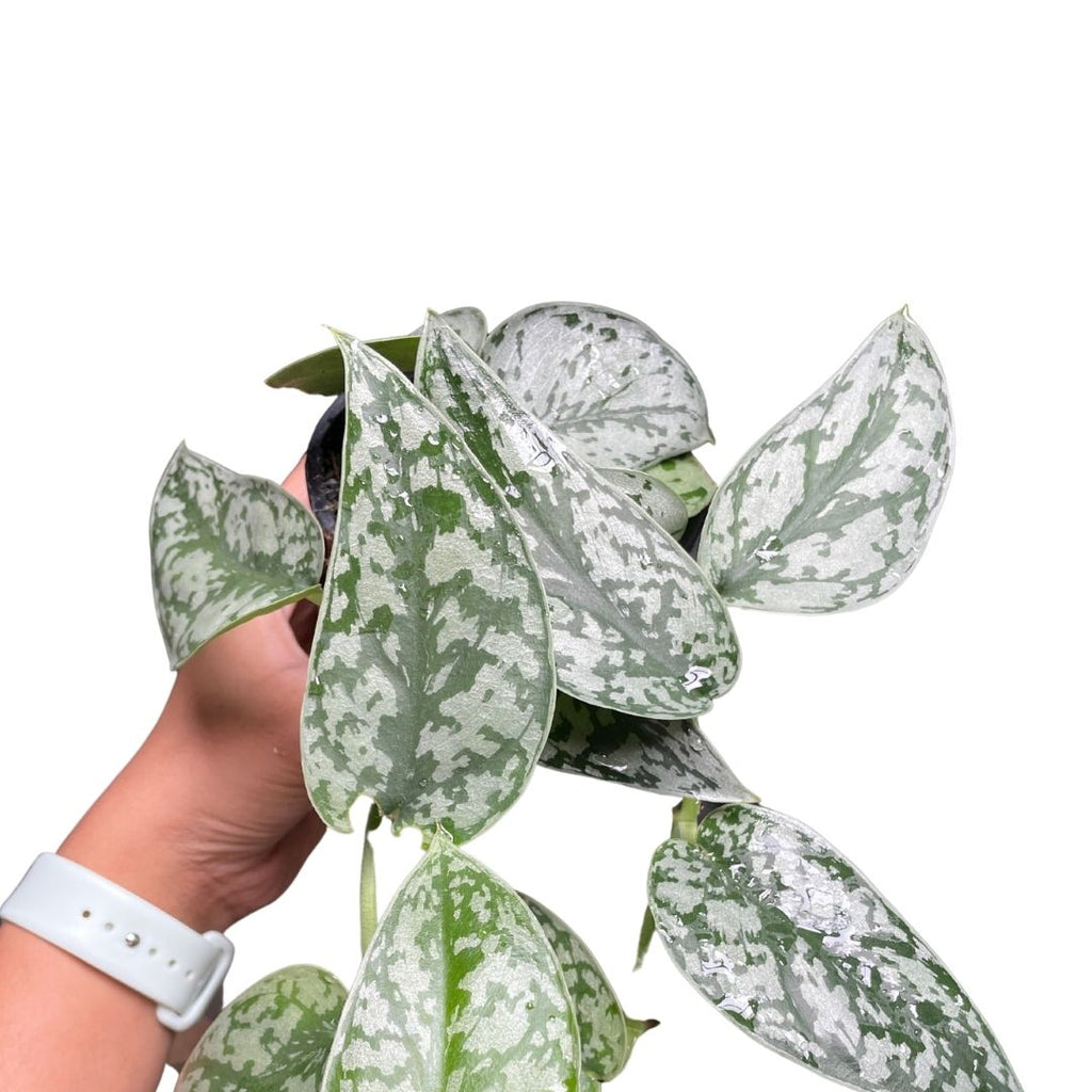 scindapsus silver lady pothos