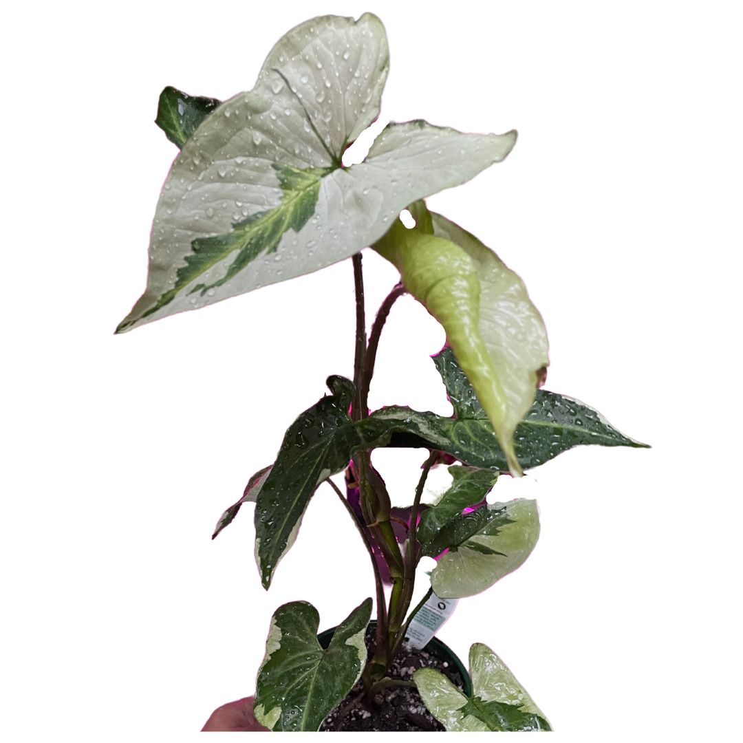 Syngonium three kings