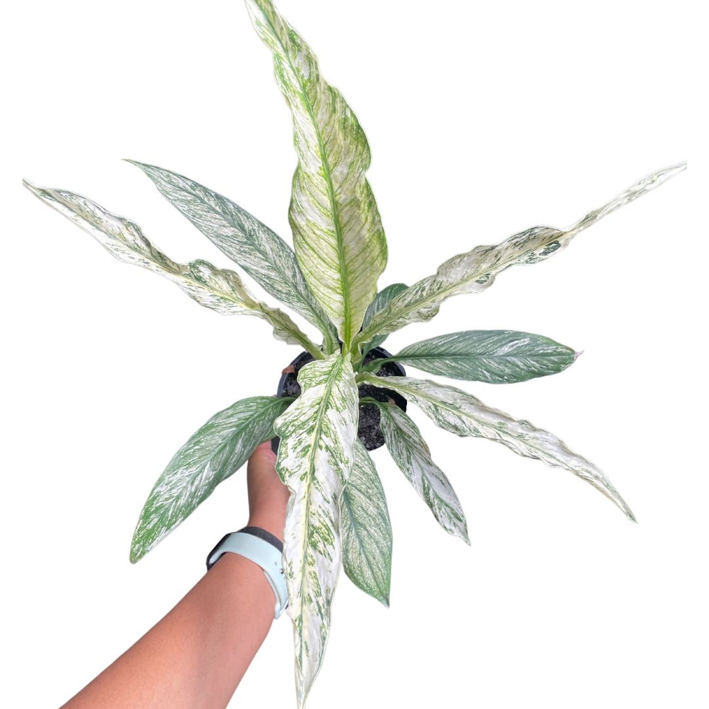 variegated peace lily