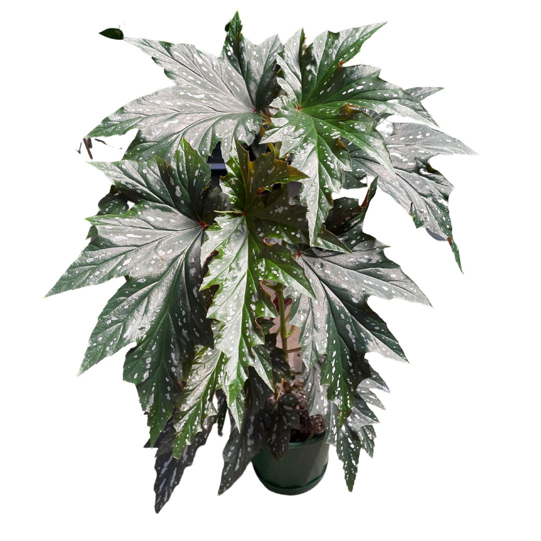 Begonia Sylvia (175mm pot pick up only)