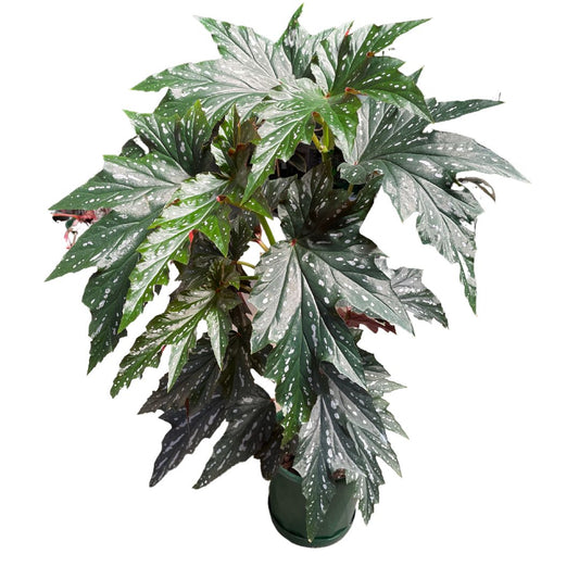 Begonia Sylvia (175mm pot pick up only)
