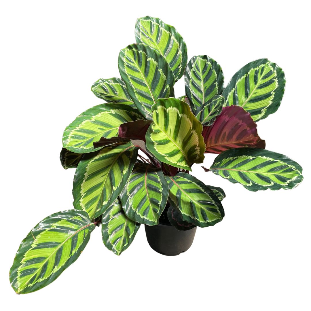 Calathea Roseopicta (pick up only) - Wera Plants