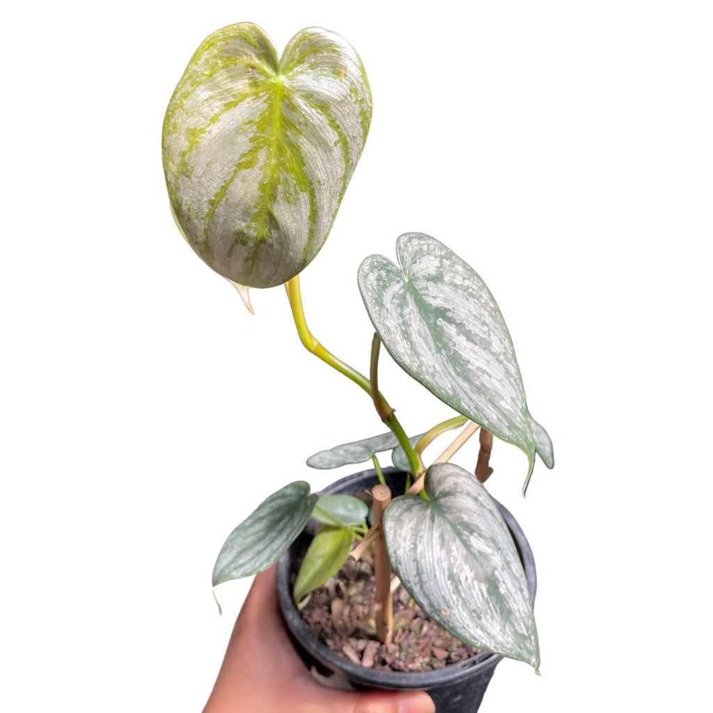 Philodendron Sodiroi - Wera Plants