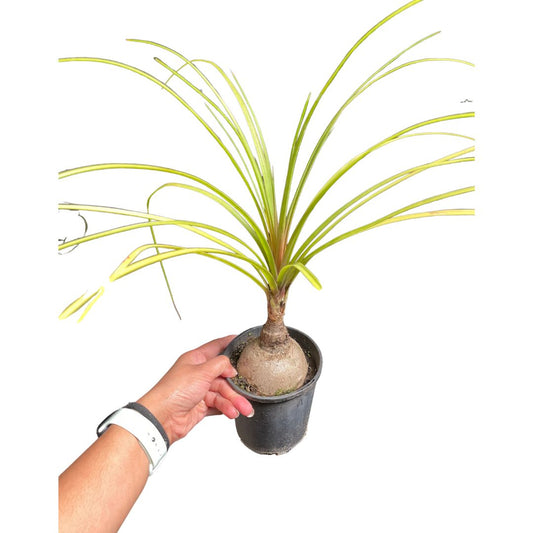 Ponytail Palm (Beaucarnea recurvata 140mm Pick up only)