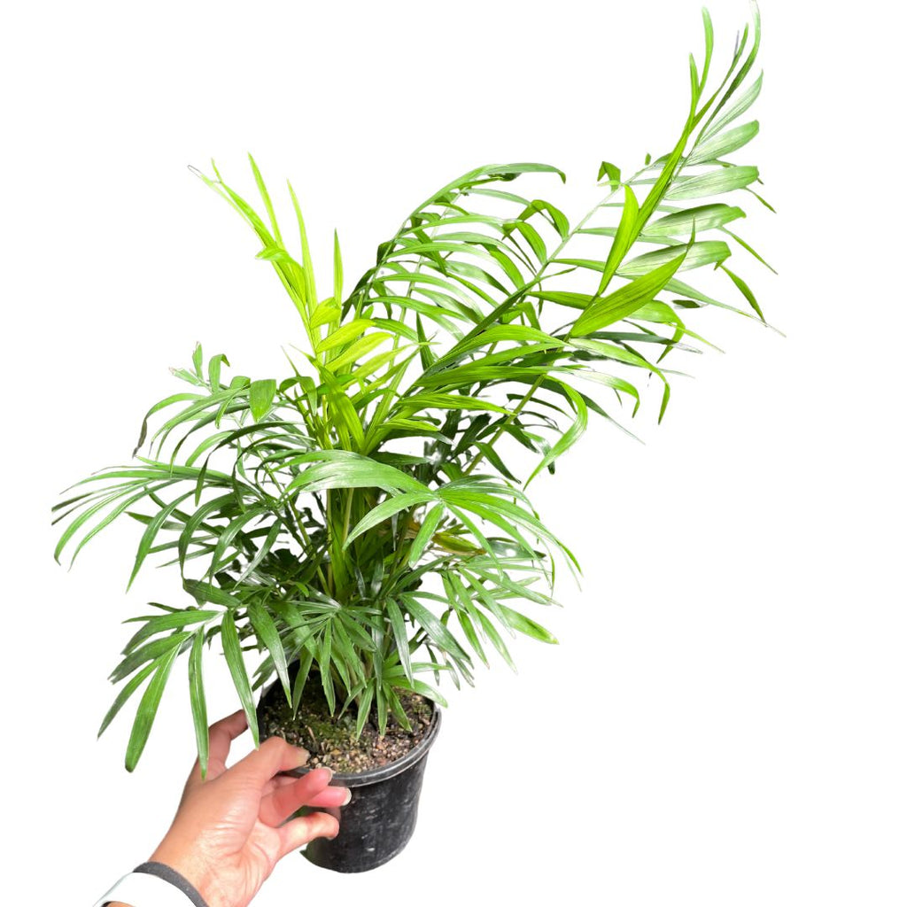 Parlour Palm (Chamaedorea elegans) - Wera Plants