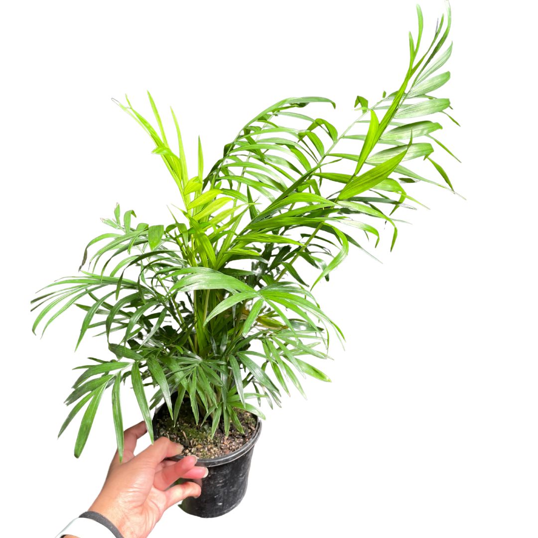 Parlour Palm (Chamaedorea elegans) - Wera Plants