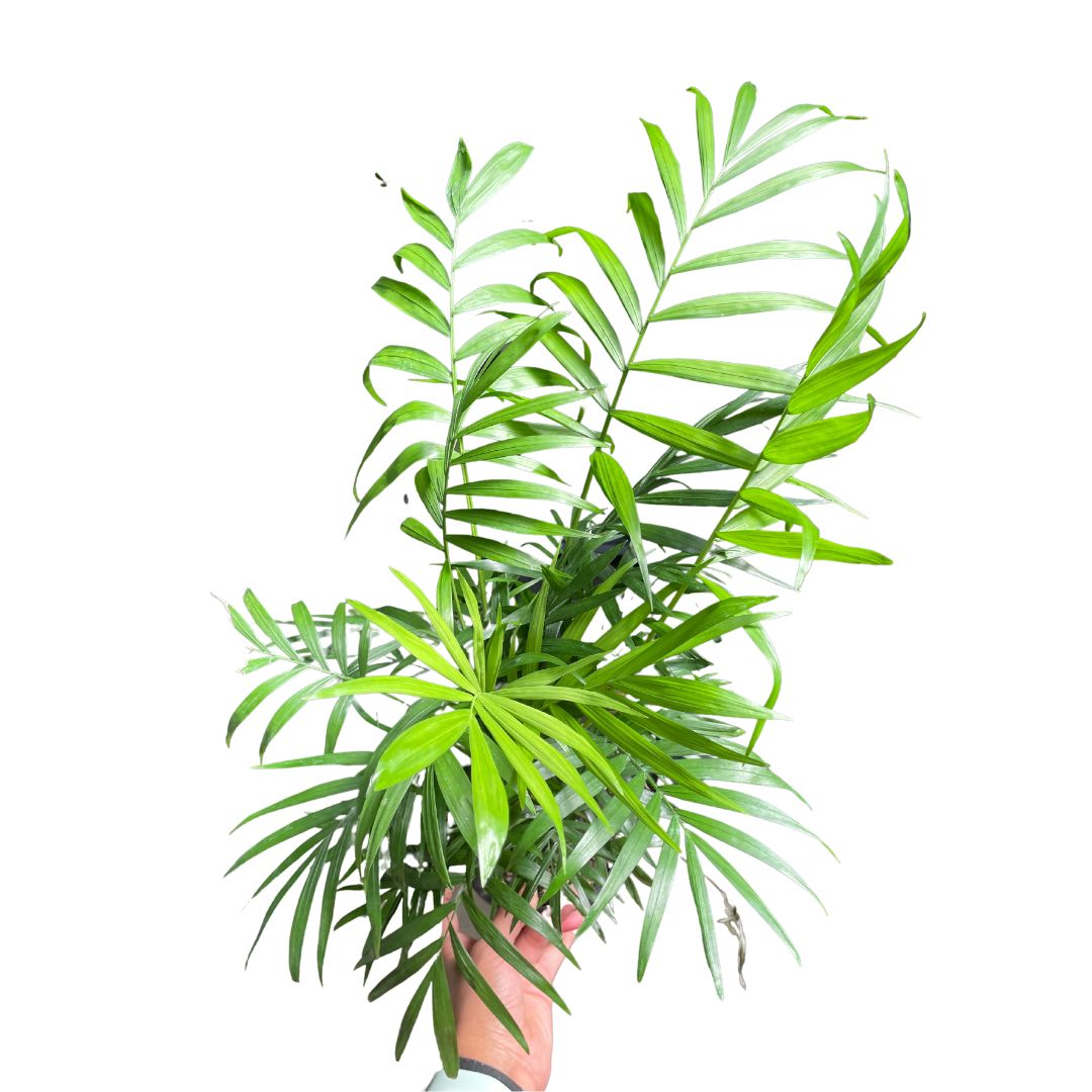 Parlour Palm (Chamaedorea elegans) with slender stems and feathery green fronds in an indoor pot.