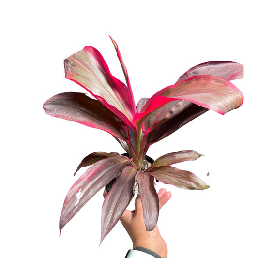 Cordyline Fruticosa Ruby (180mm pickup only) - Wera Plants