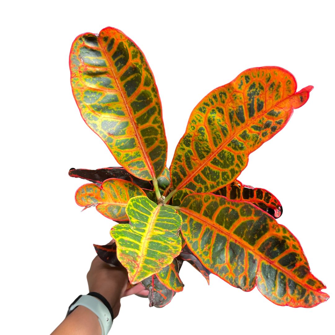Codiaeum Croton (Pick up only)