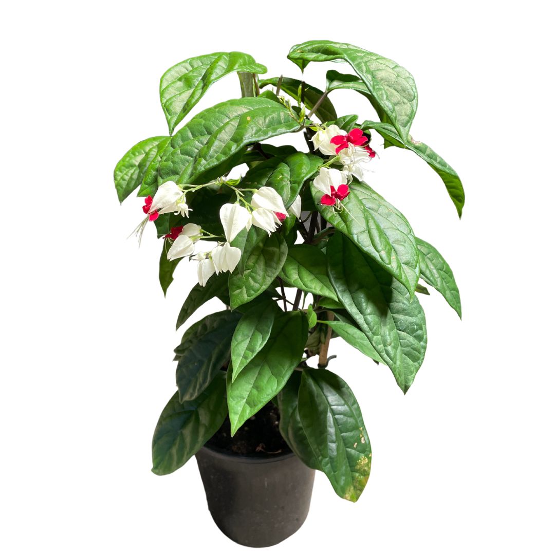 Clerodendrum Bleeding Heart 180mm (pickup only)