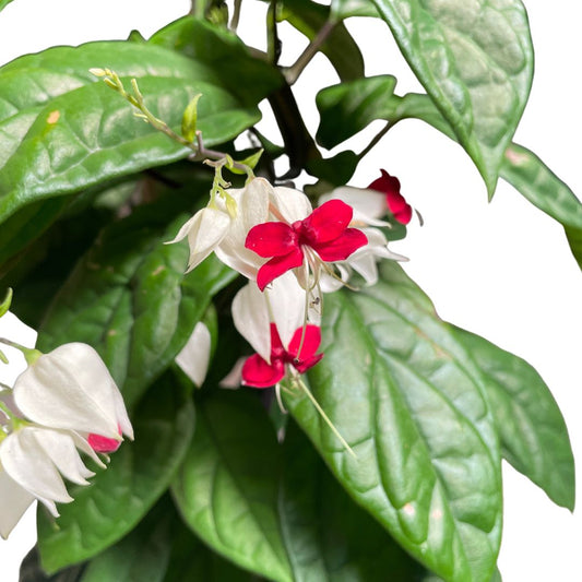 Clerodendrum Bleeding Heart 180mm (pickup only)