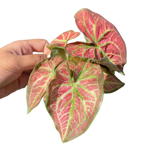 Caladium - Wera Plants