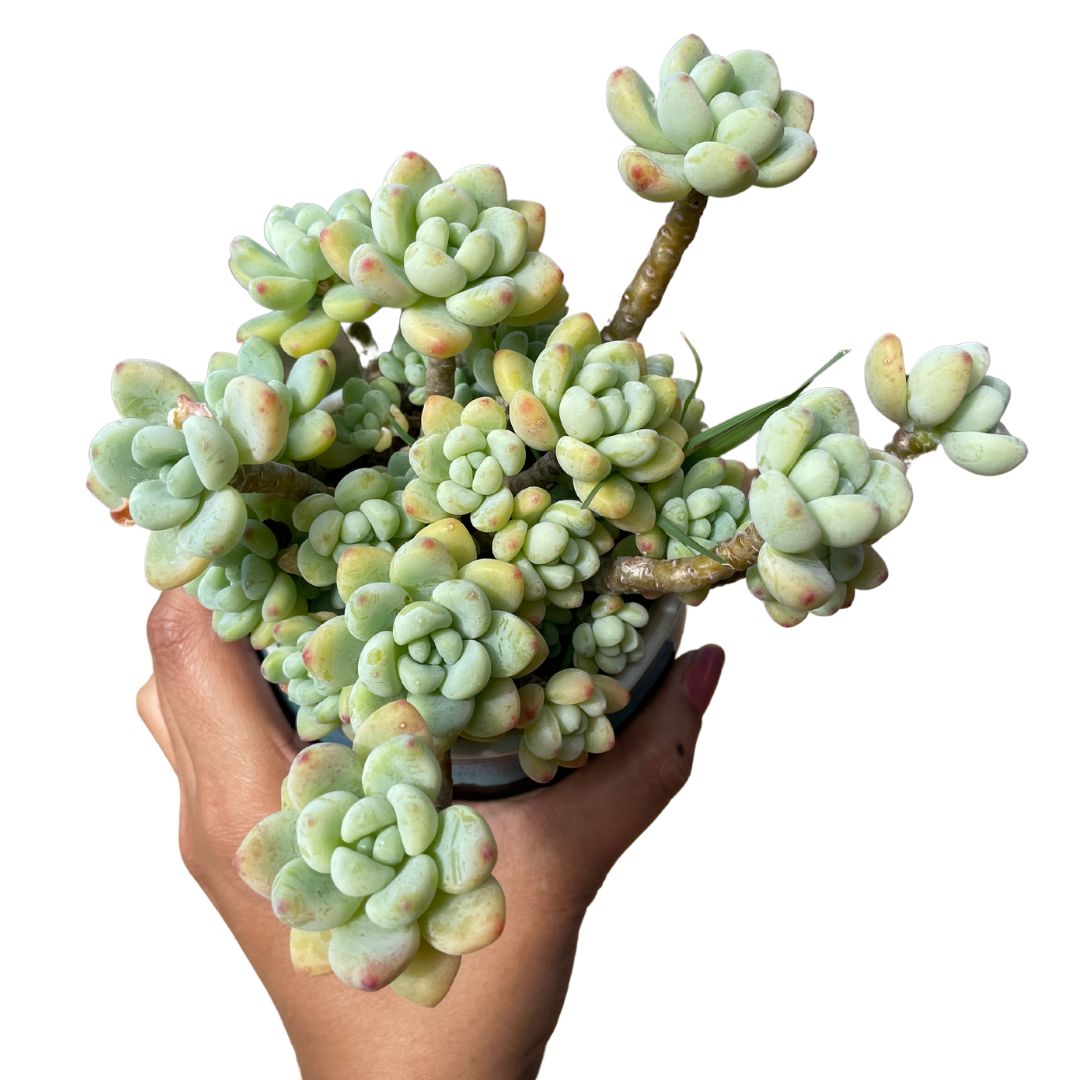 Sedum Clavatum - Wera Plants