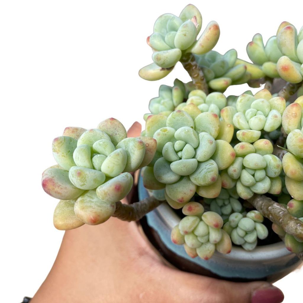 Sedum Clavatum - Wera Plants