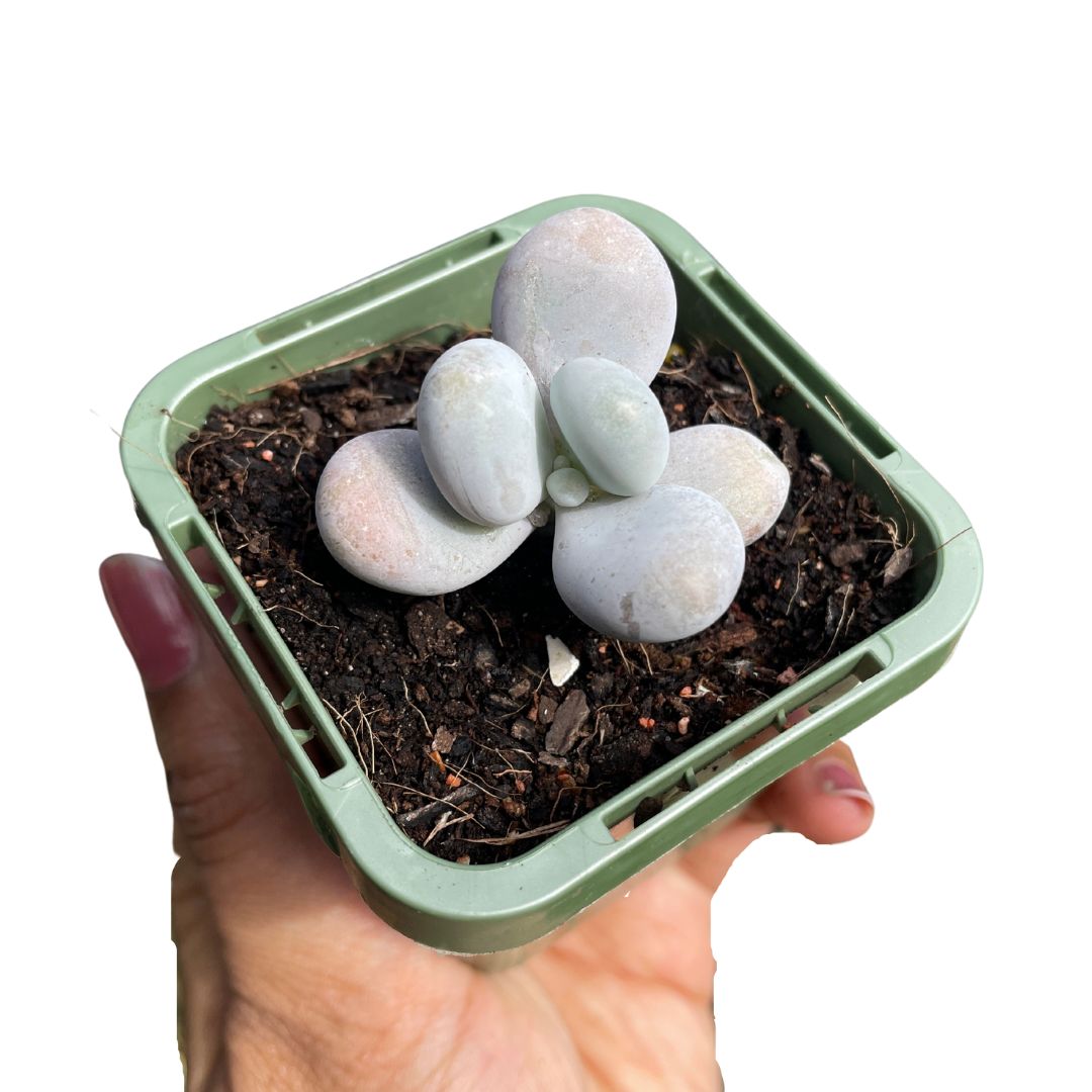 echeveria cheese