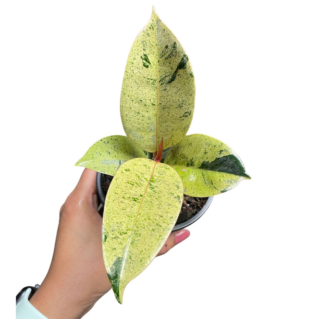 ficus sivereana