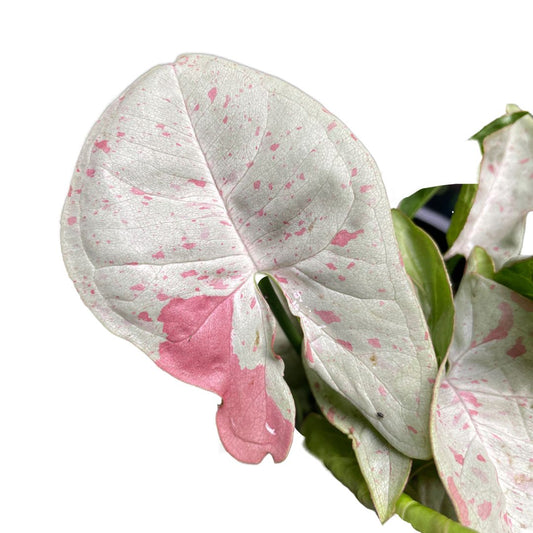 syngonium confetti for sale