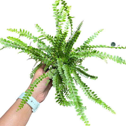 ferns for sale
