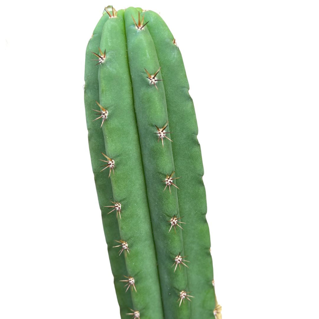 Cereus Cactus (pick up only) - Wera Plants