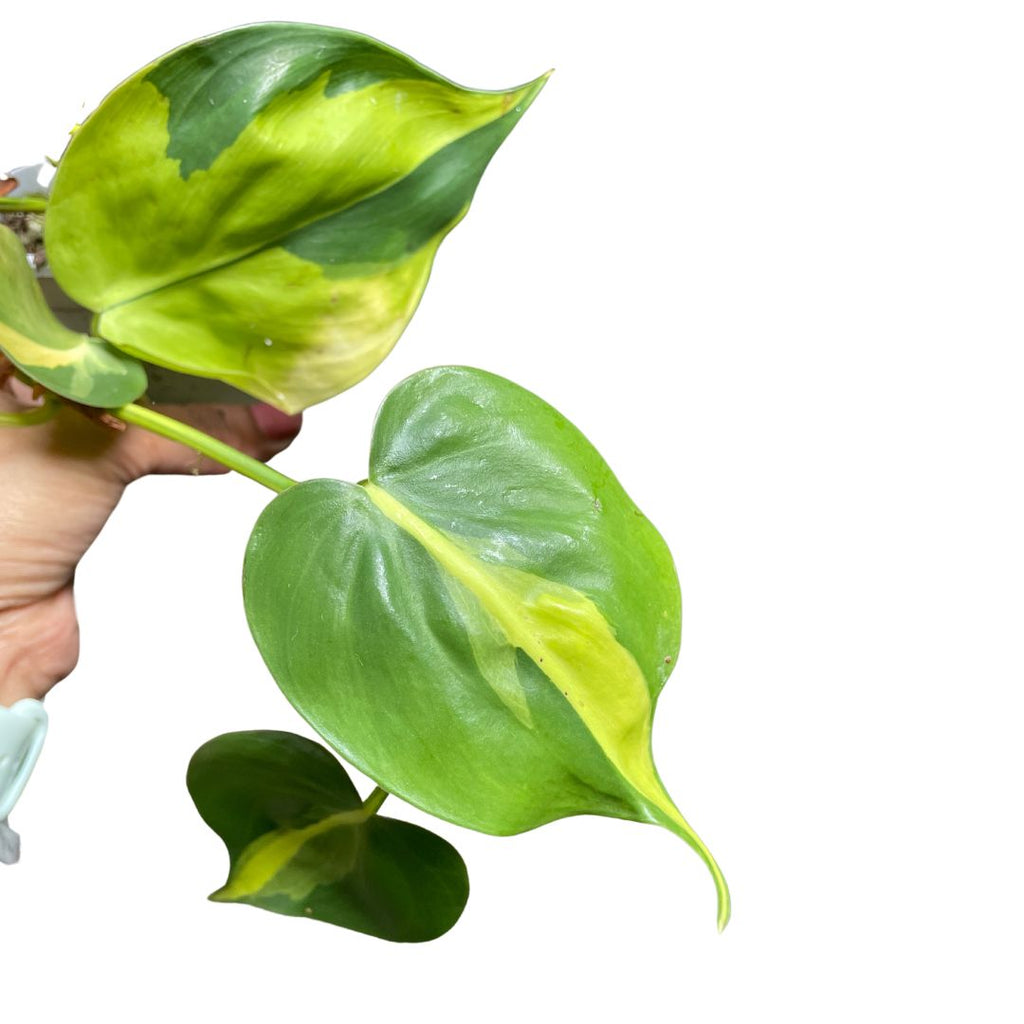brasil philodendron for sale