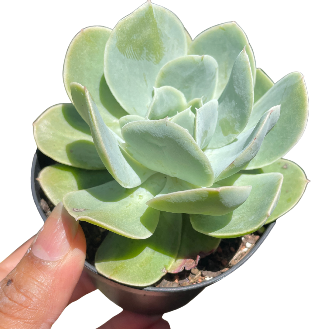 Succulents online sale