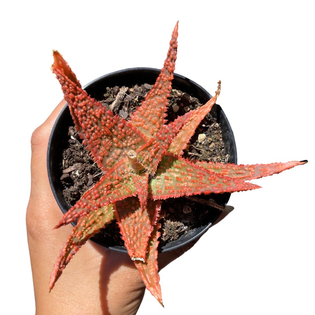 Aloe Christmas Carol - Wera Plants