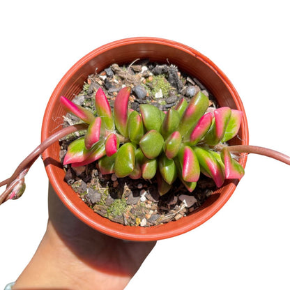 sunrise succulenyt anacampseros