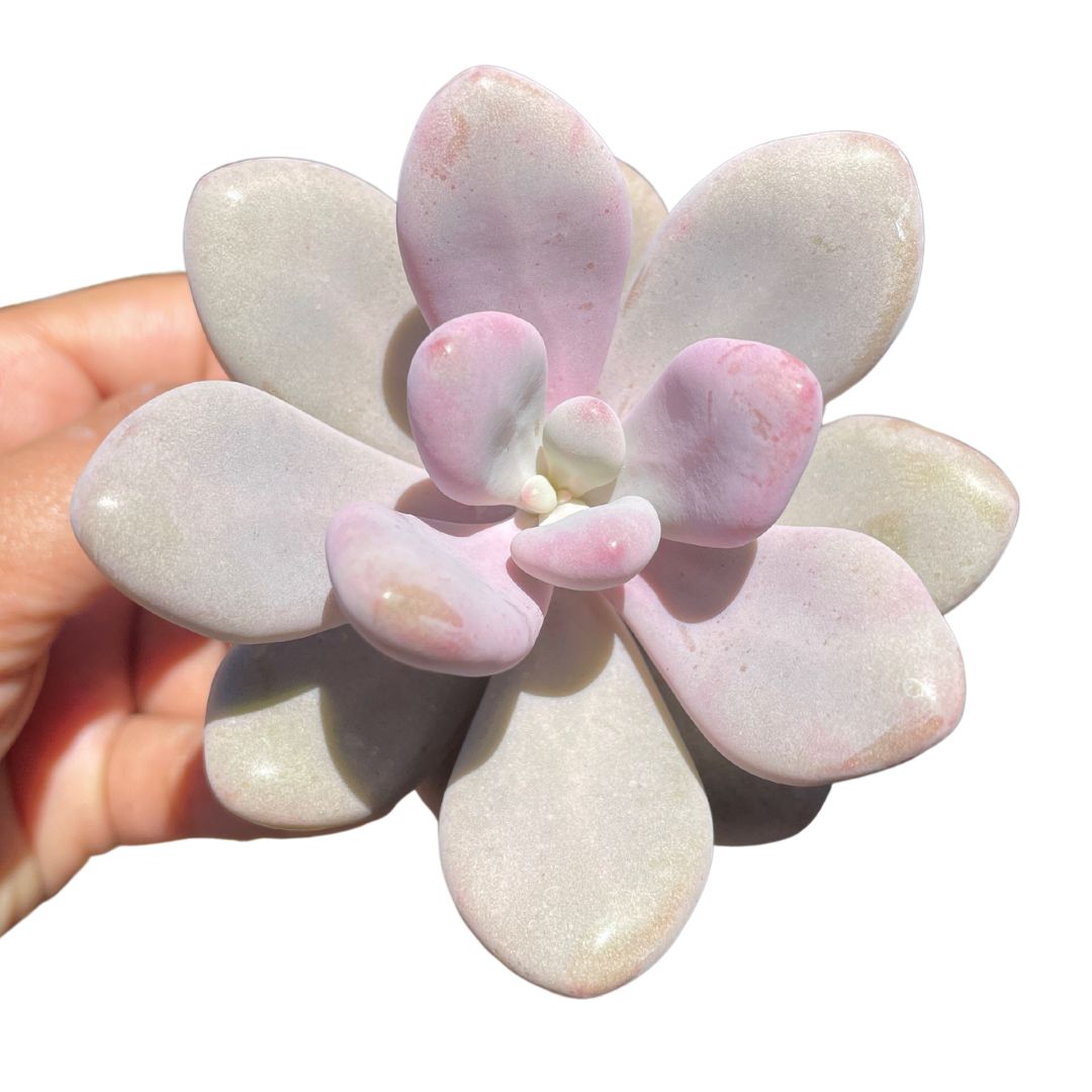 Graptopetalum Lavender Pebbles
