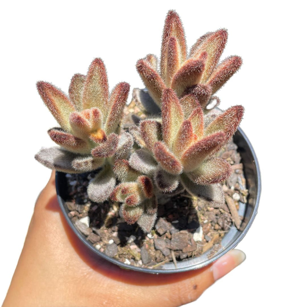 kalanchoe tomentosa