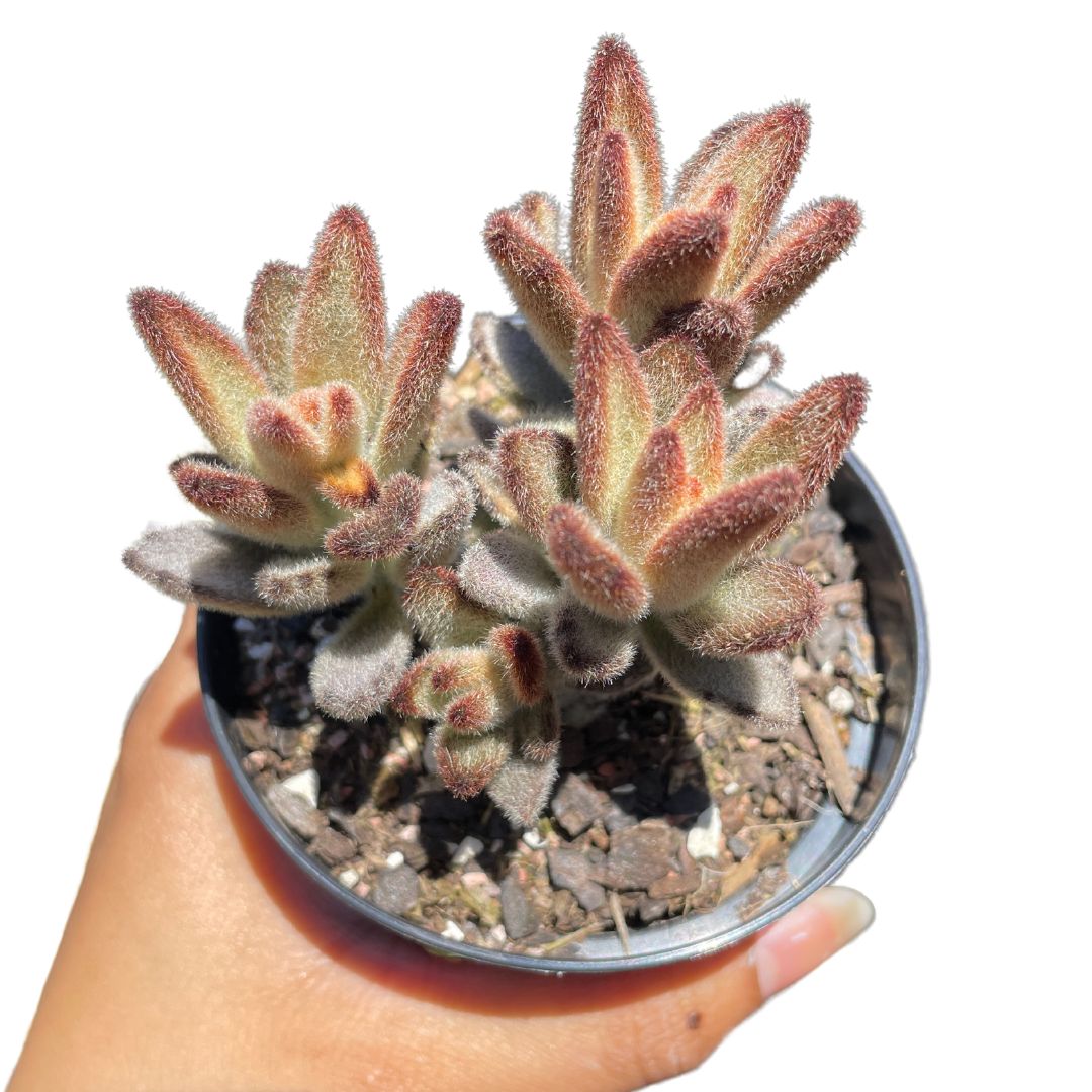 kalanchoe tomentosa