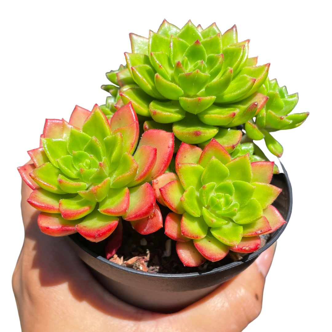 Echeveria Letizia - Wera Plants